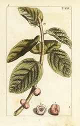 Banyan figa gałąź z owocami, Ficus benghalensis.