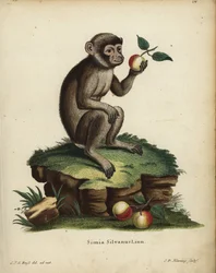Małpa lub makak berberyjski, Macaca sylvanus. Zagrożone. Simia silvanus Linn. Ręcznie kolorowany miedzioryt autorstwa C.D. Henninga na podstawie ilustracji narysowanej z natury przez C.J.G. Reussa z "Animal Illustrations after Nature" Johanna Christiana Da