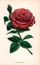 Róża Baron de Gonella, odmiana róży Ile-Bourbon, wyhodowana przez Monsieur Guillot Sr. w Lyonie w 1859 roku. Chromolitografia narysowana i litografowana według natury przez F. Grobona na podstawie "Les Roses" Hippolyte