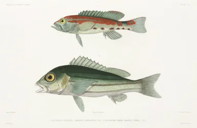 Barred serrano labraks i niebiesko-złoty lucjan