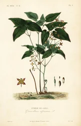 Barrenwort lub kapelusz biskupi, Epimedium alpinum, Epimede des alpes