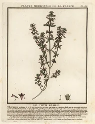 Tymianek bazyliowy, Clinopodium acinos.