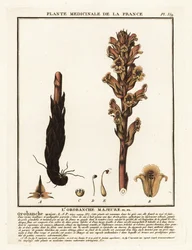 Miotła słomiana; Orobanche caryophyllacea.