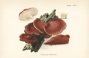 Muchomor sromotnikowy, Fistulina hepatica. Chromolitografia na podstawie botanicznej ilustracji Williama Hamiltona Gibsona z jego książki Our Edible Toadstools and Mushrooms.