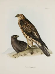 Ptaki drapieżne, Wyspy Galapagos, ok. 1832-1836