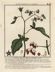 Psianka słodkogórz, Solanum dulcamara.
