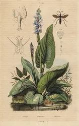 Osa pająkowata, Anoplius viaticus 1, ziele pospolite, Pontederia cordata 2 i krewetka stróżująca, Anchistus custos 3