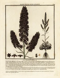 Ciemiężyca czarna, Veratrum nigrum.