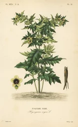 Lulek czarny lub cuchnąca psianka, Hyoscyamus niger, Jusquiame noire