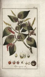 Naczynie z czarnym pieprzem (Piper nigrum). Litografia z "Afbeelding der Artseny-Gewassen" Johannesa Zorna (1739-1799), Holandia