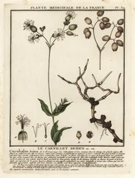 Campion pęcherza moczowego, Silene vulgaris.