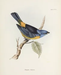 Tanager niebiesko-żółty, Ameryka Południowa, ok. 1832-1836