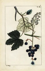 Niebieskie winogrona na winorośli, Vitis vinifera.
