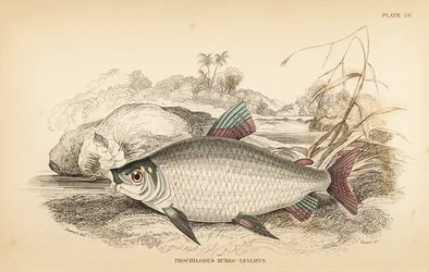 Bocachico lub koulimata, Prochilodus rubro-taeniatus (karp łososiowy o jasnoczerwonej barwie, Prochilodus rubro-taeniatus). Ręcznie kolorowana stalowa rycina autorstwa W.H. Lizarsa na podstawie ilustracji Jamesa Stewarta z Fishes of Guiana Roberta Schombur