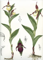 Deska botaniczna/Cypripedium calceolus/ Kopyto Wenus