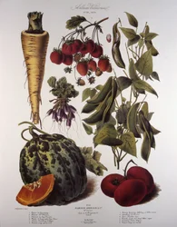 Tablica botaniczna/Vilmorin