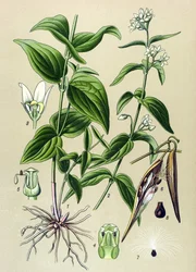Tablica botaniczna: Tame venom officinal (Vincetoxicum hirundinaria)