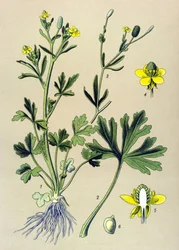 Tablica botaniczna. Żylne (toksyczne): jaskier jaskier scelerate lub liść selera (Ranunculus sceleratus)