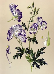 Tablica botaniczna. Roślina żylna (toksyczna) i lecznicza: Aconitum variegatum