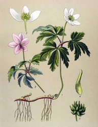 Tablero botánico nisqa. Veneno (toxico) y hampi yura: Anémona sylvie icha Anémona de la sacha (Anemone nemorosa)pulido