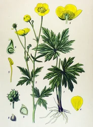 Tablica botaniczna. Roślina żylna (toksyczna) i lecznicza: Jaskier (Ranunculus acris)