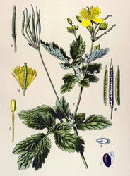 Tablica botaniczna. Roślina żylna (toksyczna) i lecznicza: Chelidoina lub duża chelidoina (Chelidonium majus)