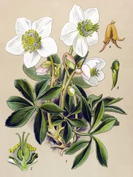 Tablica botaniczna. Roślina żylna (toksyczna) i lecznicza: róża bożonarodzeniowa (Helleborus niger)