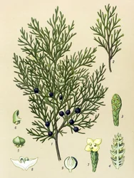Tablica botaniczna. Roślina żylna (toksyczna) i lecznicza: Jałowiec Sabine (Juniperus sabina)