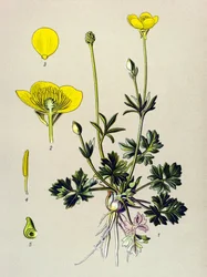 Placa botânica. Planta venosa (tóxica): botão de ouro bulboso ou botão dourado (Ranunculus bulbosus) polonês