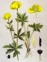 Tablica botaniczna. Roślina żylna (toksyczna): troll europejski (Trollius europaeus)