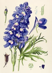 Tablica botaniczna. Roślina żylna (toksyczna): łapki delfina lub skowronka (Delphinium grandiflorum)