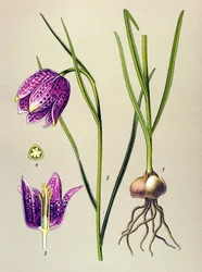 Tablica botaniczna. Roślina żylna (toksyczna): perliczka lub „perliczka” (Fritillaria meleagris)