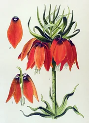 Tablica botaniczna. Roślina żylna (toksyczna): imperiale fritillaria imperialis