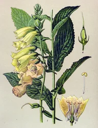 Tablica botaniczna, roślina: Cyfrówka wielkokwiatowa (Digitalis grandiflora)
