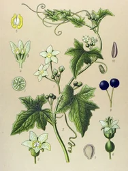 Tablica botaniczna, roślina: Bryone (Bryonia alba)