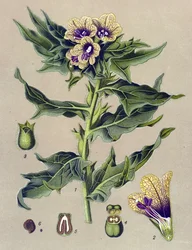 Tablica botaniczna, roślina: lulek czarny (Hyoscyamus niger)