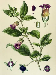 Tablica botaniczna, roślina belladonna (Atropa belladonna)