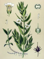 Tablica botaniczna, roślina: Gratiole officinale (Gratiola officinalis)