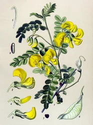 Tablica botaniczna, roślina: banderowiec (Colutea arborescens)