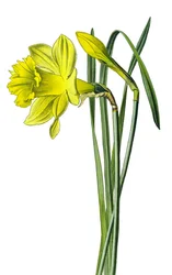 Tablica botaniczna, roślina: narcyz żółty lub narcyz trąbkowy (Narcissus pseudonarcissus)