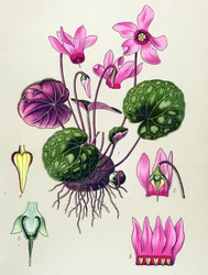 Tablica botaniczna, roślina trująca i lecznicza: Cyclamen purpurascens, Cyclamen europaeum
