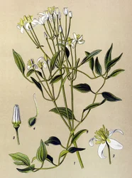 Tablica botaniczna: roślina trująca i lecznicza: Powojnik wzniesiony (Clematis recta)