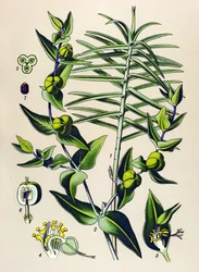 Tablica botaniczna, roślina trująca i lecznicza: Euphorbia epurge (Euphorbia lathyris)