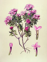 Tablica botaniczna, roślina trująca: Camelee lub Camelee Alp (Daphne Cneorum)