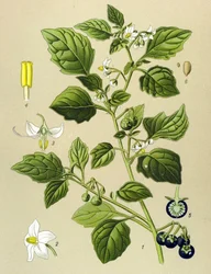 Tablica botaniczna, roślina trująca: Psianka czarna (Solanum nigrum)