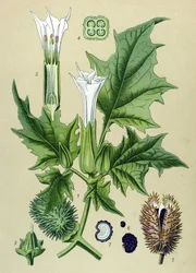 Tablica botaniczna, roślina trująca: bieluń dziędzierzawa (Datura stramonium)