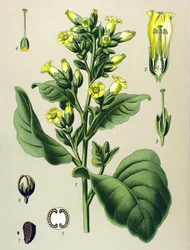 Tablica botaniczna, roślina trująca: biały tytoń Mapacho (Nicotiana rustica) (Nicotiana tabacum)