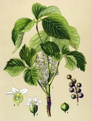 Tablica botaniczna, roślina żylna (toksyczna): sumak pnący (Rhus toxicodendron)
