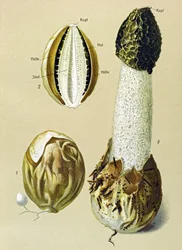 Tablica botaniczna z grzybem jadalnym: Stinky Satyre (Phallus impudicus)