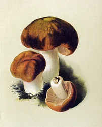 Tablica botaniczna z toksycznym grzybem (trującym): Russule foetens (Russula foetens)